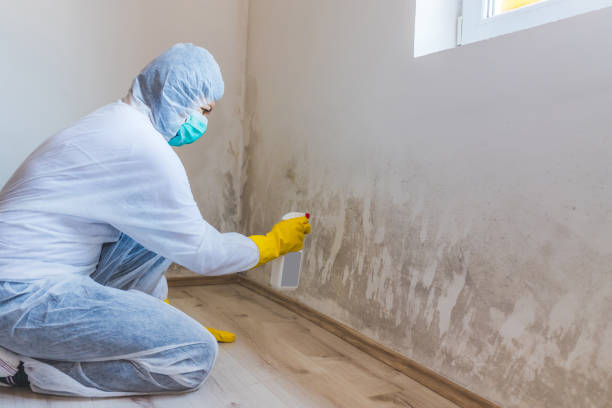 Licensed Black Mold Remediation service in California, PA - Car Mold Remediation
