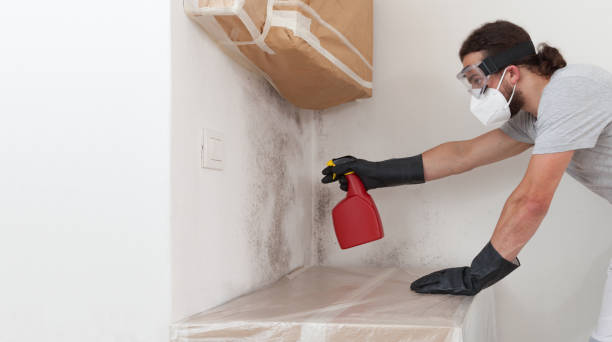 Professional Black Mold Remediation technician working in California, PA