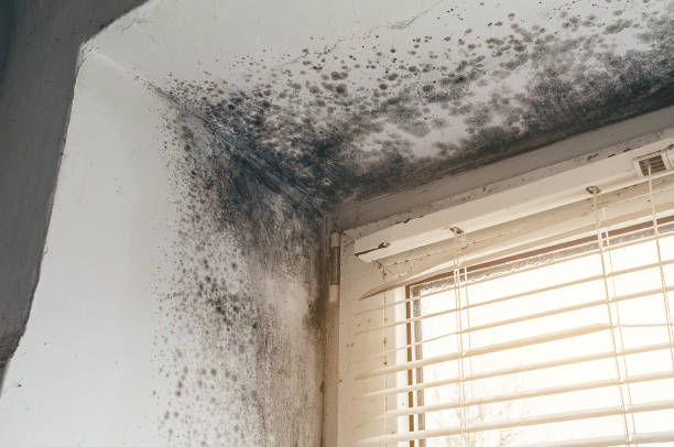 Affordable Black Mold Remediation solutions in California, PA