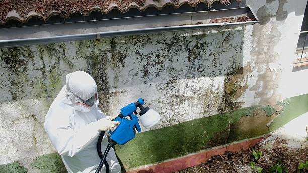 Top rated local Black Mold Remediation specialists in California, PA